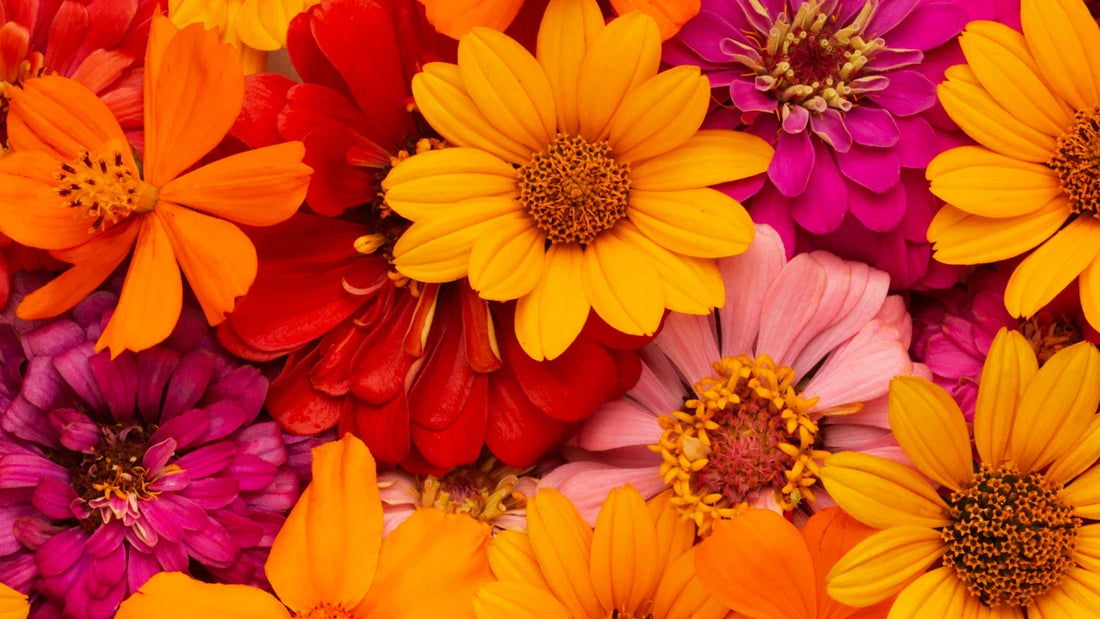 El lenguaje secreto de las flores: Una guía de colores para regalar con intención