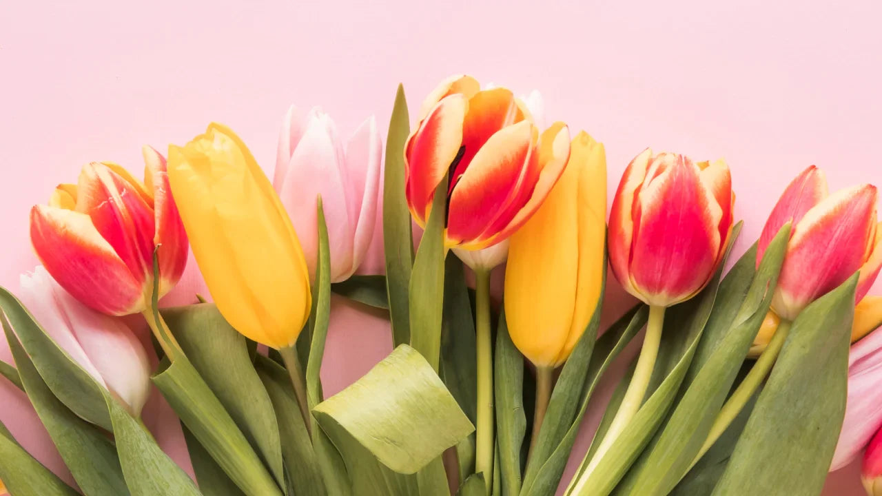 Cuidados esenciales y simbolismo de los Tulipanes