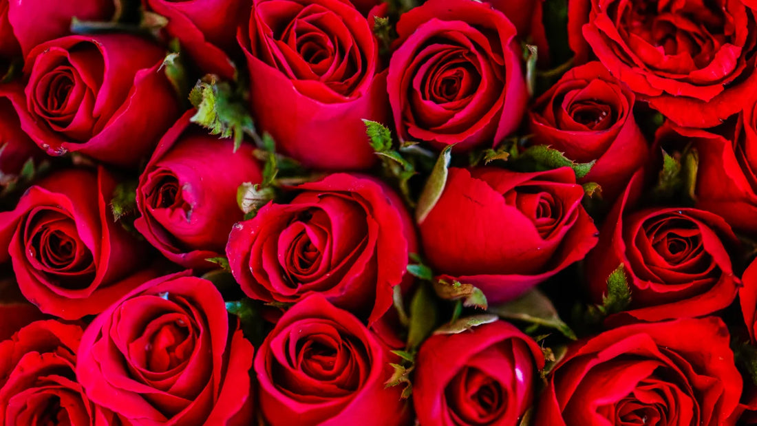 Rosas: Características y cuidados