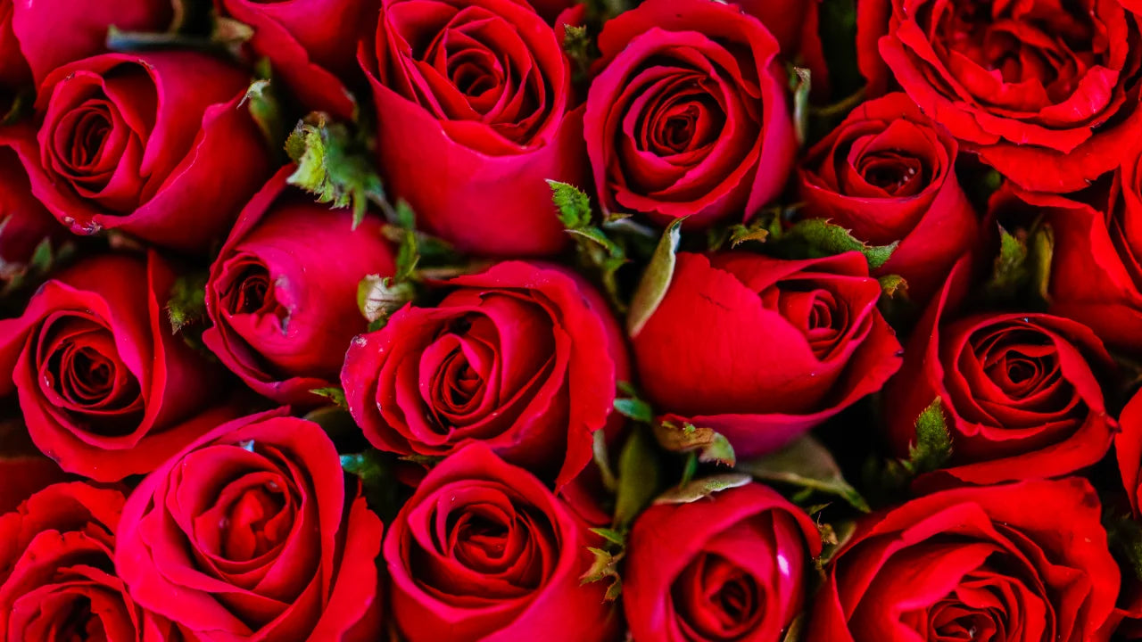 Rosas: Características y cuidados