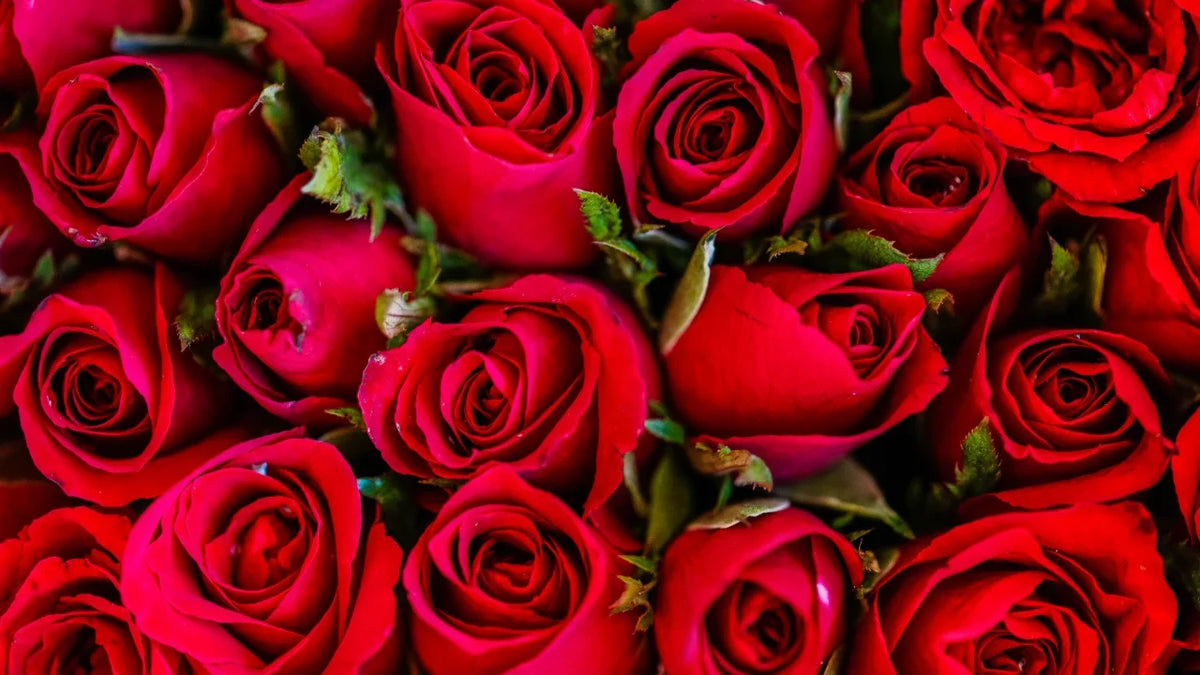 Rosas: Características y cuidados