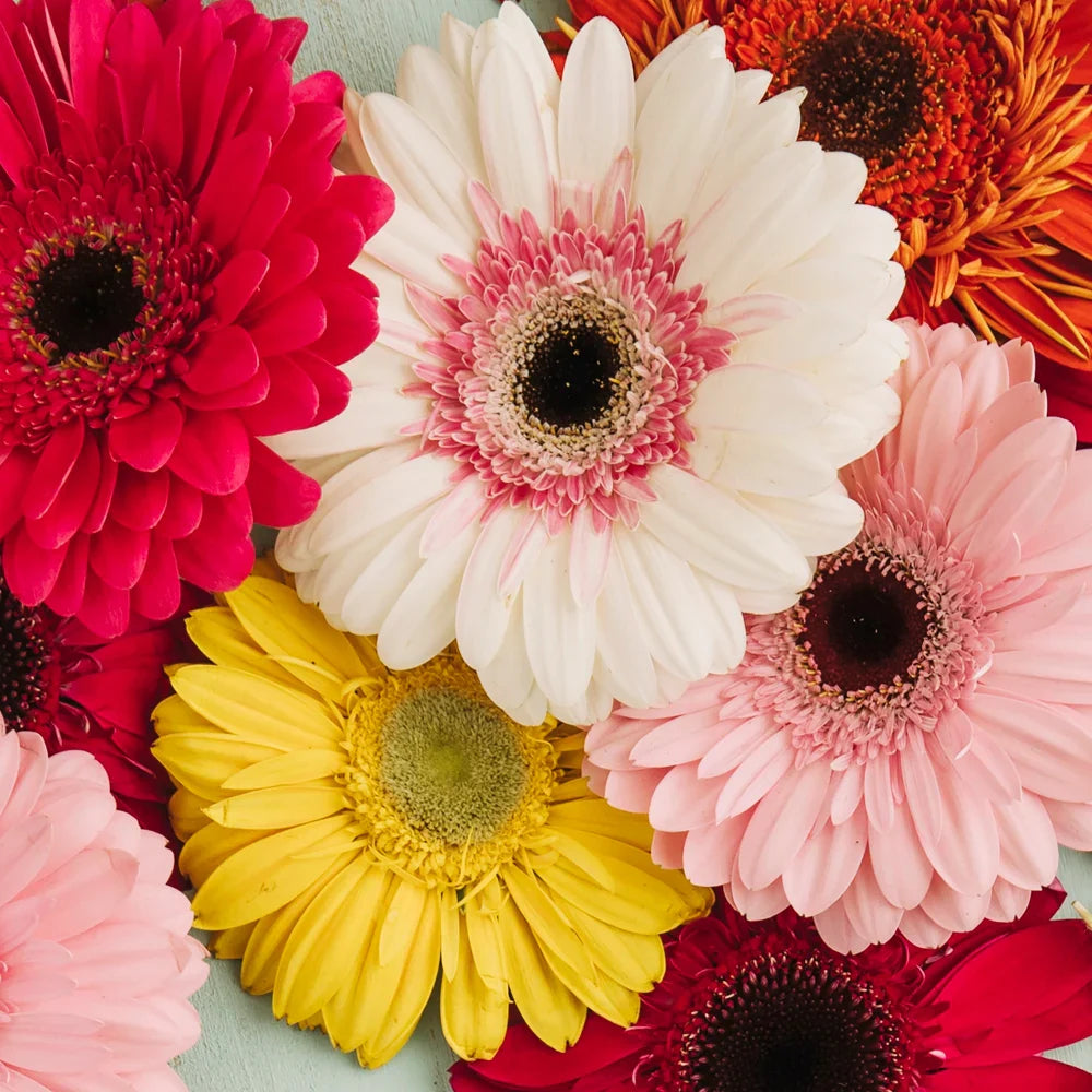 Gerberas