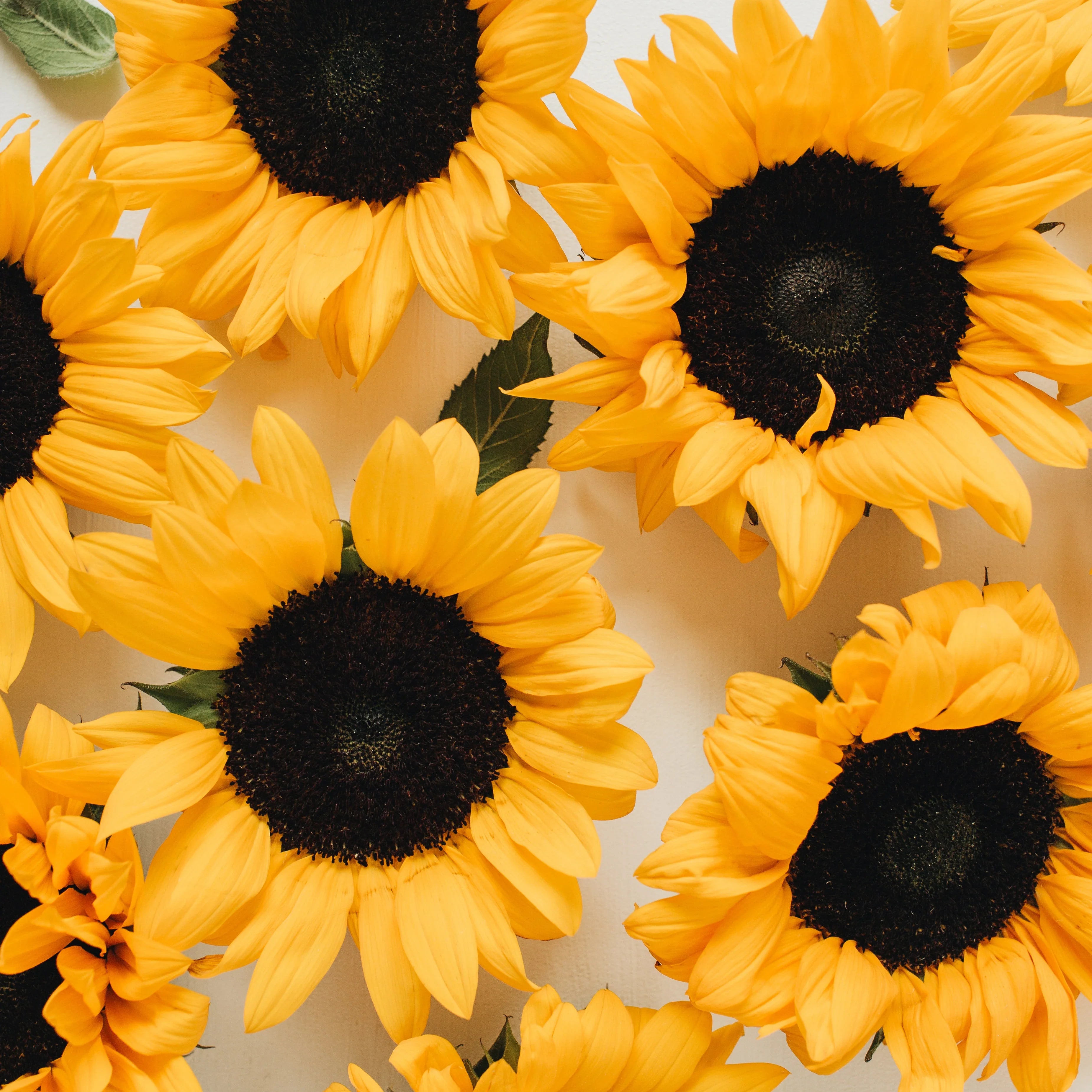 Girasoles | México