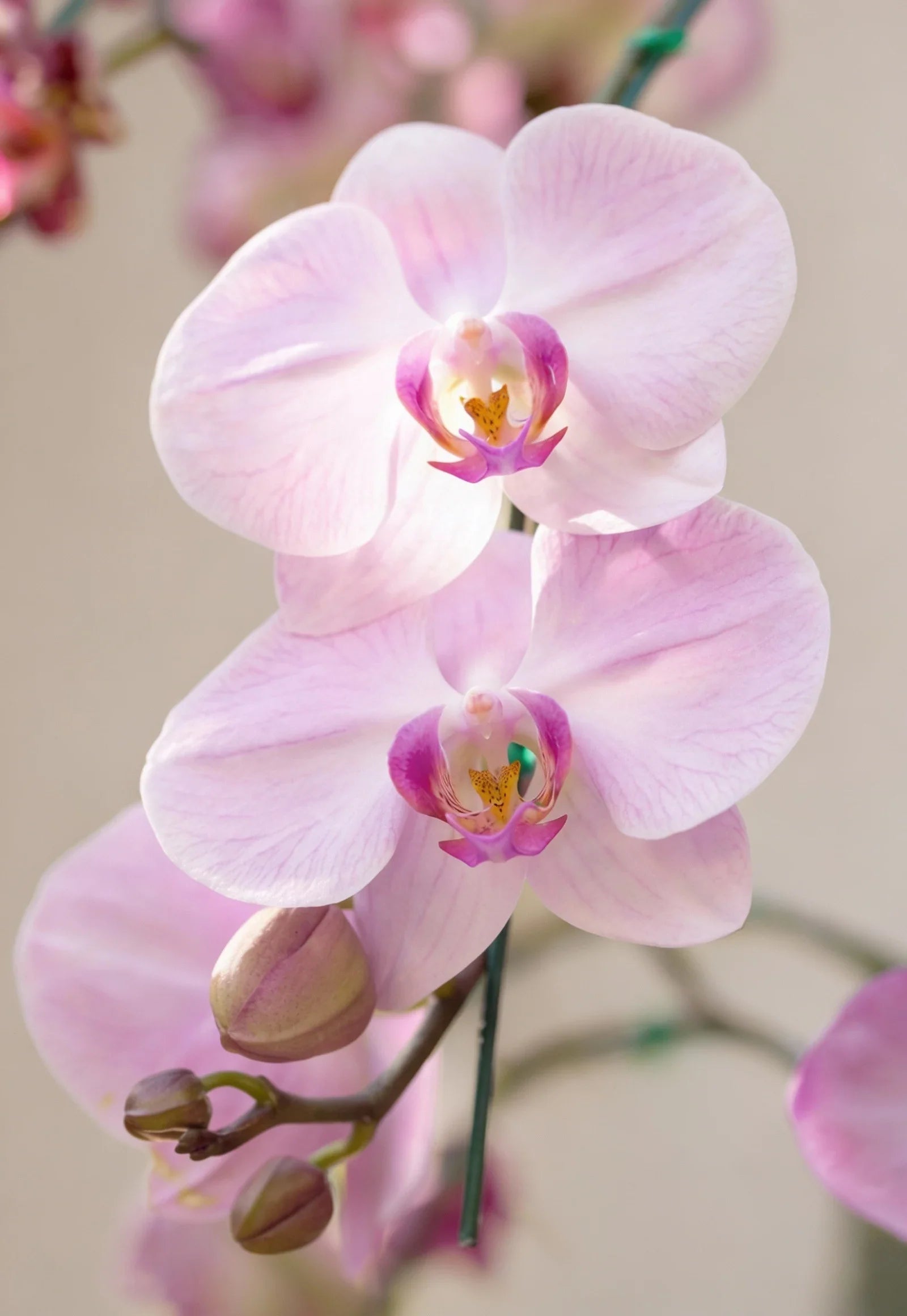 Orquídeas | Argentina