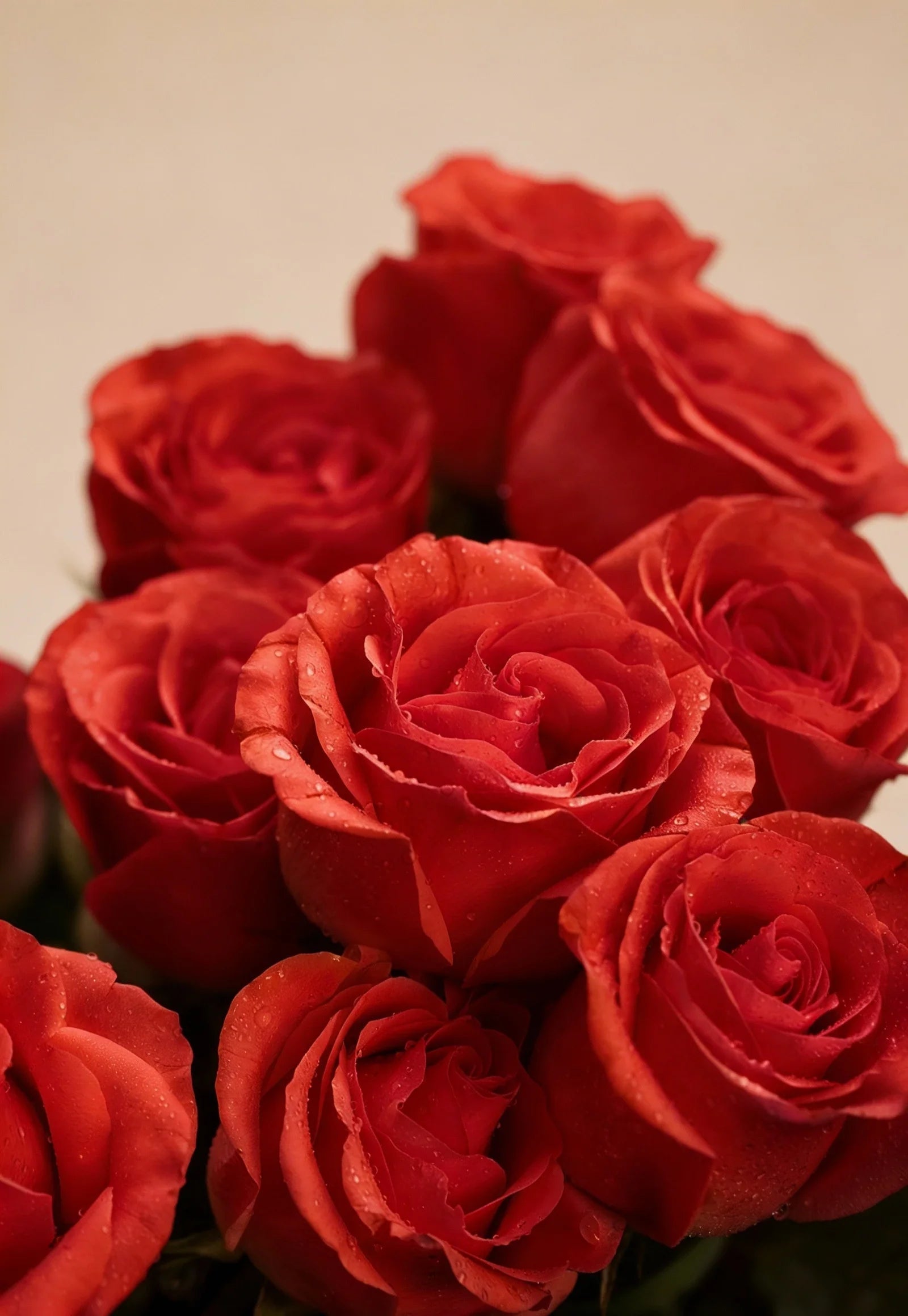 Rosas | Colombia