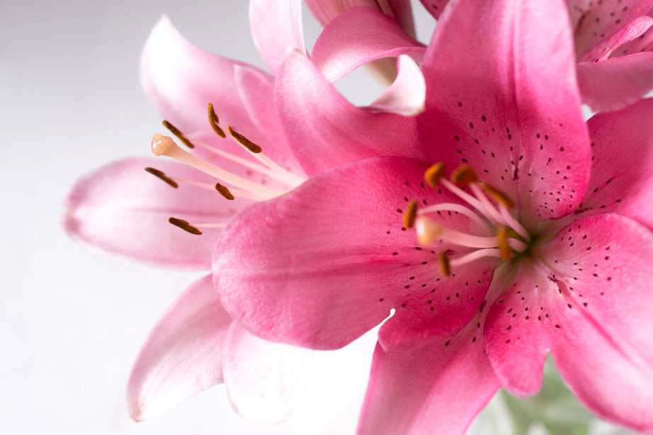 Lirios | Chile