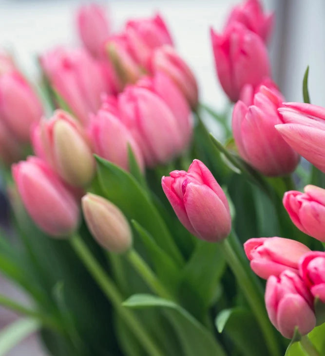 Tulipanes | Argentina
