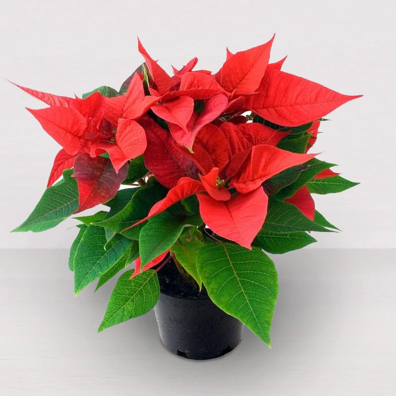 Pascuas de Navidad, Poinsettia